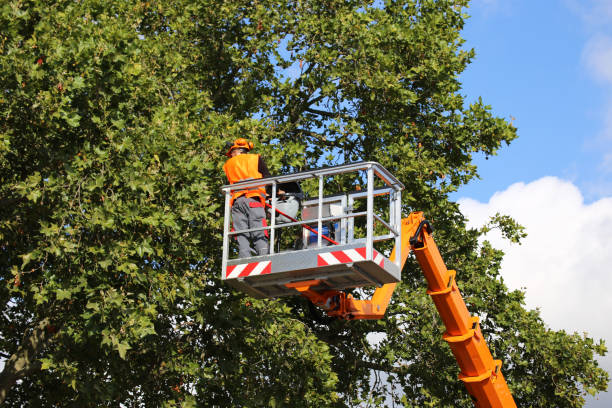 Best Stump Grinding and Removal  in Jamestown West, NY